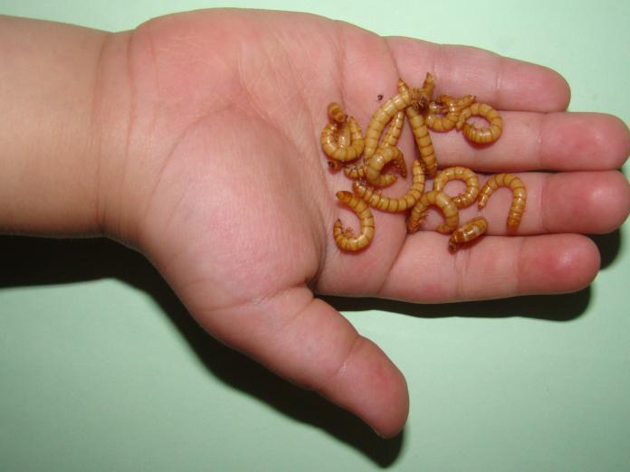 Dyrk spiselige insekter 