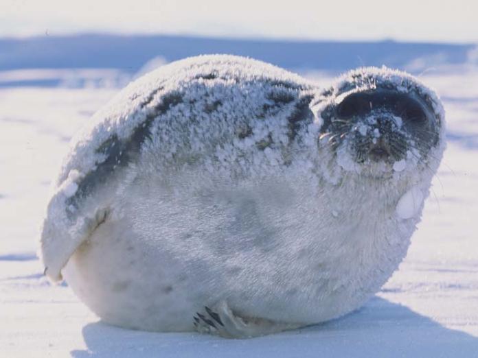 Foto: Aqqalu Rosing-Asvid, Visit Greenland