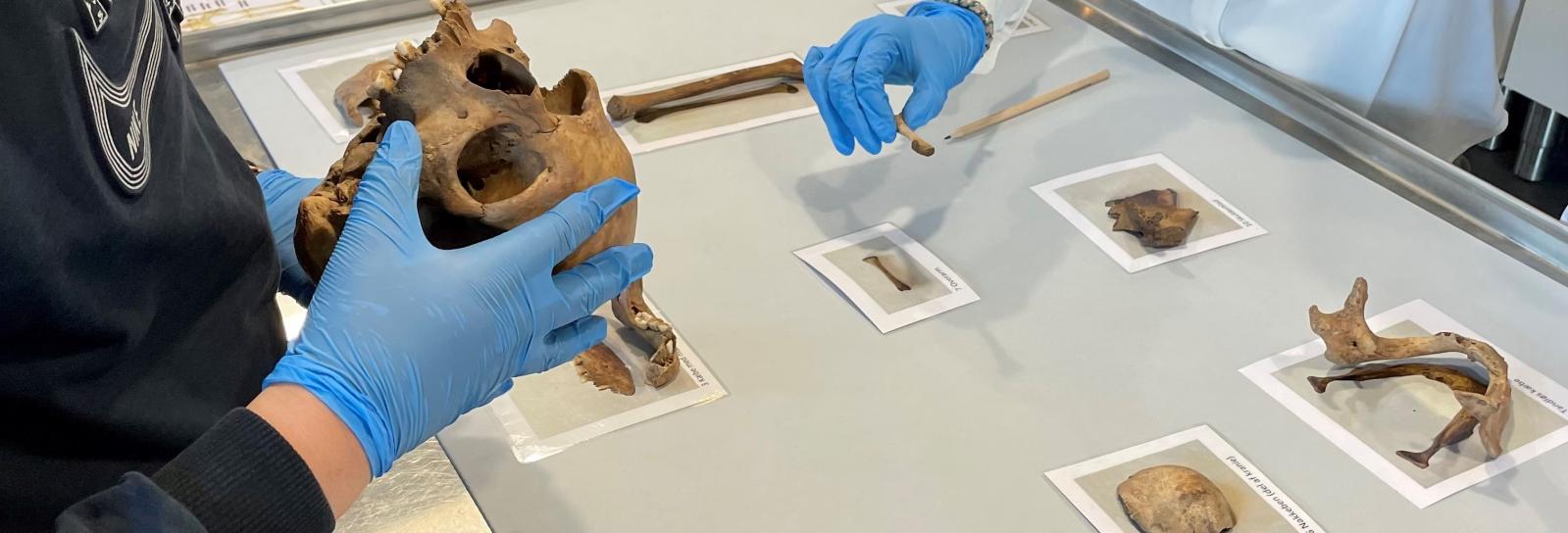 Elever undersøge 300 år gamle mennskeknogler fra en arkæologisk udgravning.