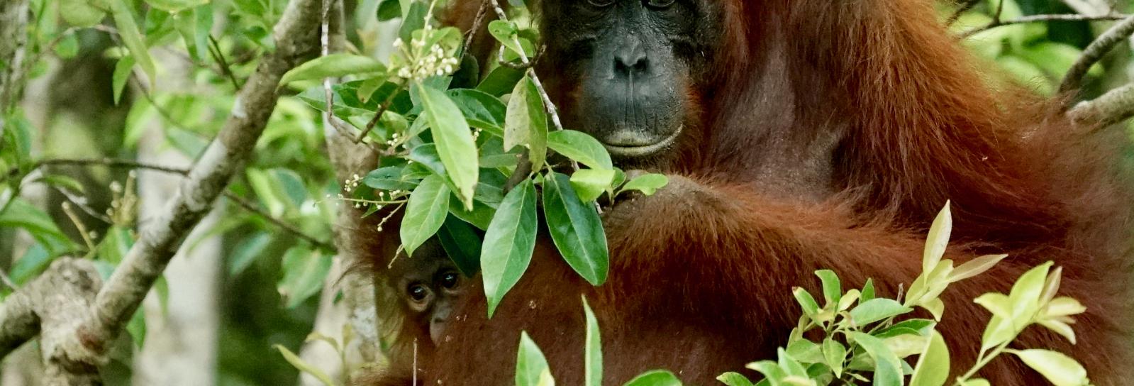 Palmeolie i orangutangernes land