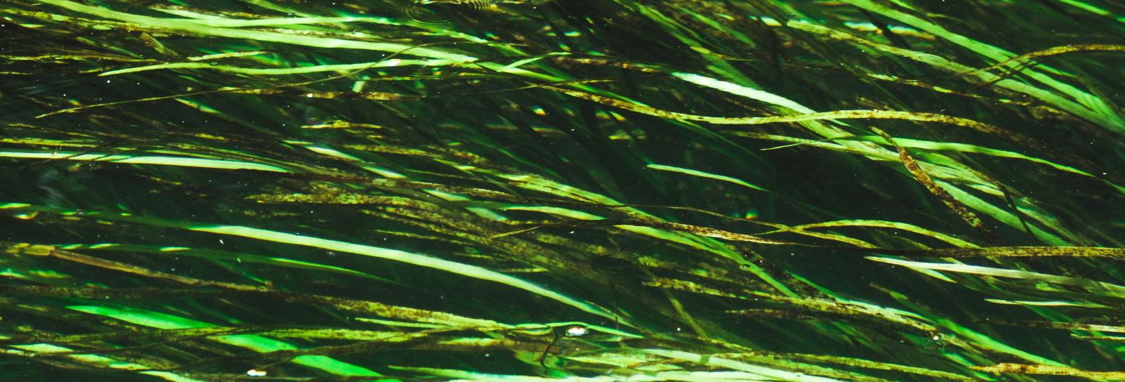 Ålegræs i vand