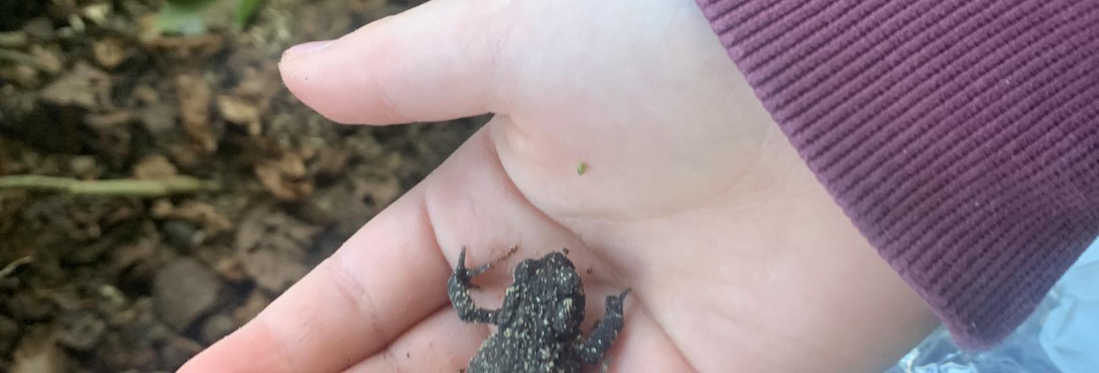 Lær om krible krable, insekter og padder i bynaturen