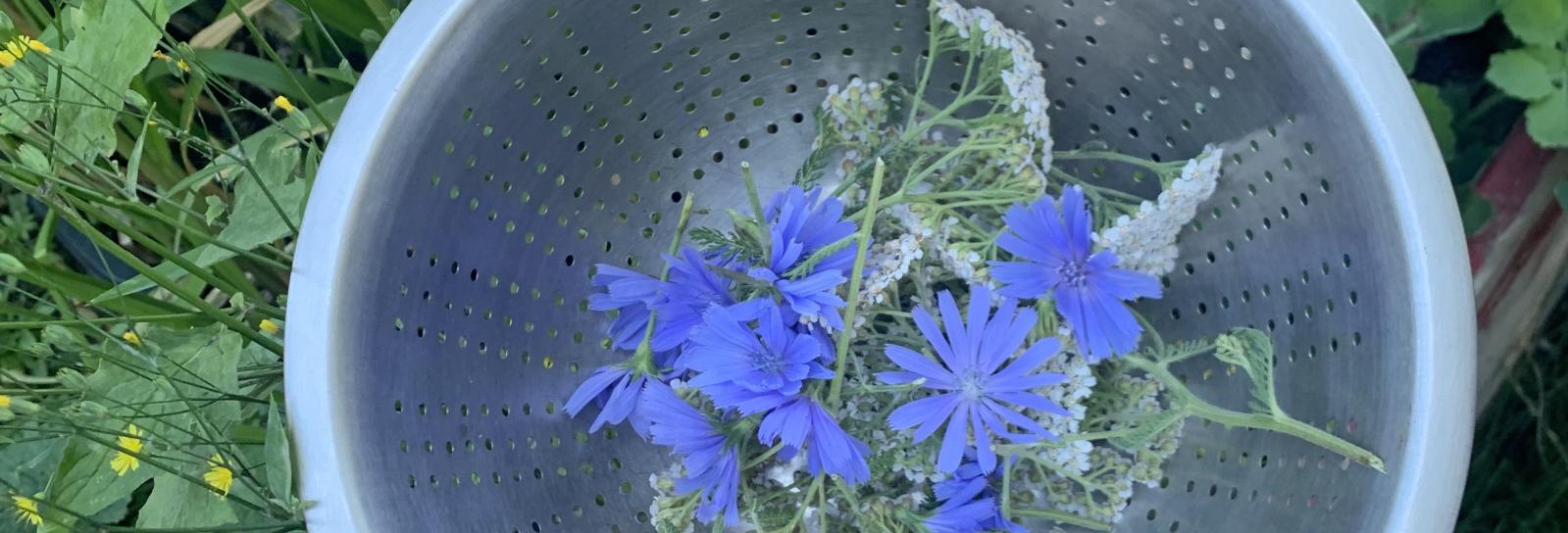 Sank byens spiselige planter til Spis din by