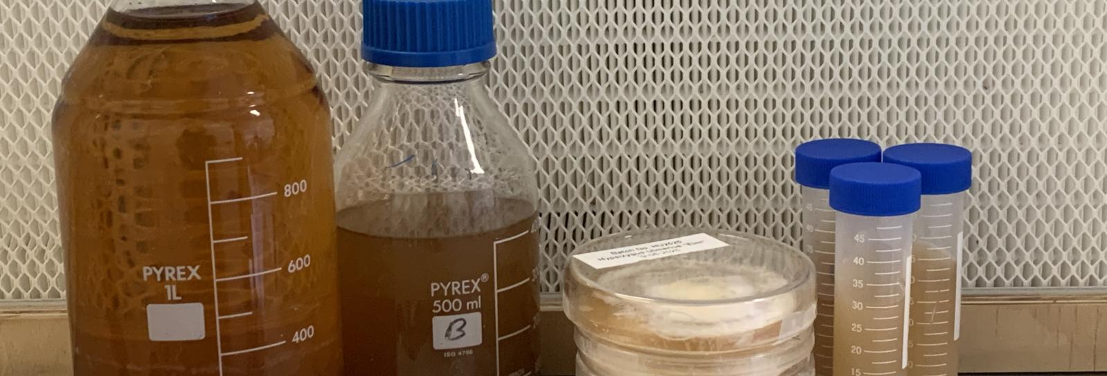 Svampekulturer i laboratoriet