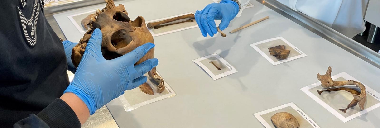 Elever undersøge 300 år gamle mennskeknogler fra en arkæologisk udgravning.