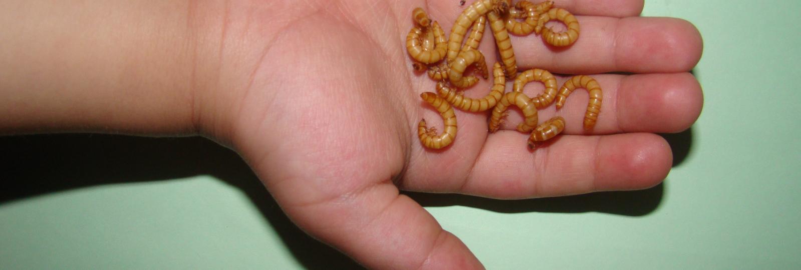Dyrk spiselige insekter 