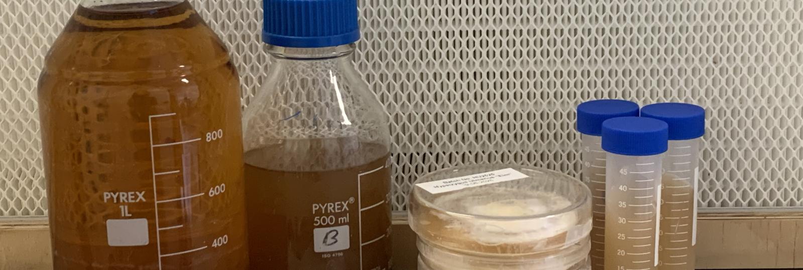 Svampekulturer i laboratoriet
