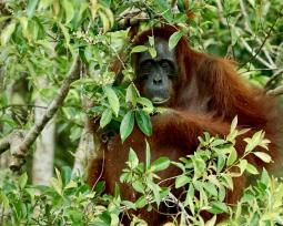 Palmeolie i orangutangernes land