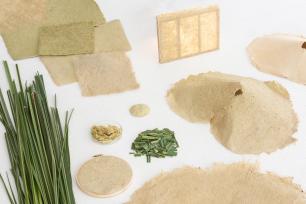 process invasive plants