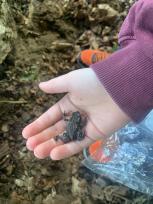 Lær om krible krable, insekter og padder i bynaturen