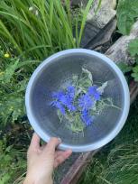 Sank byens spiselige planter til Spis din by