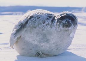 Foto: Aqqalu Rosing-Asvid, Visit Greenland