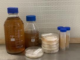Svampekulturer i laboratoriet